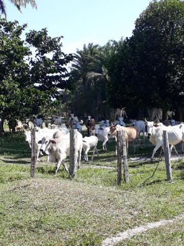 Fazenda 85 hec Vendo com Porteira Fechada - Foto 11