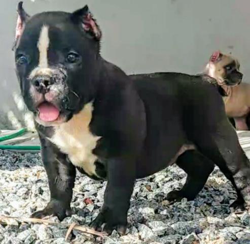Filhotes de American bully - Foto 3