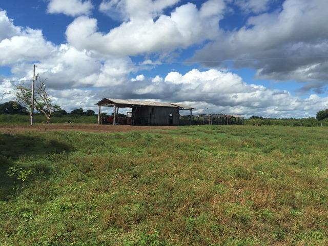 Fazenda no Pantanal MS 1826 hectares