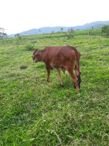 Vendo gado 4 animais - Foto 3