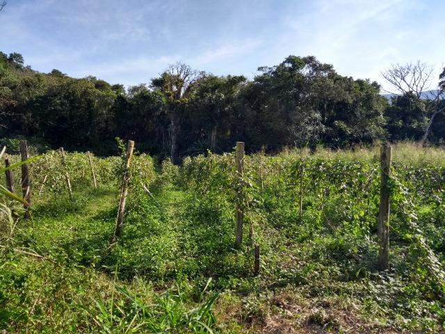 Área com 30 hectares com 600 metros de rio - Foto 9