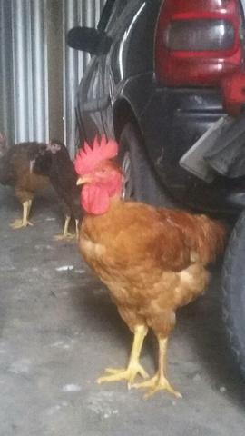 Vendo 3 galo 120 - Foto 3
