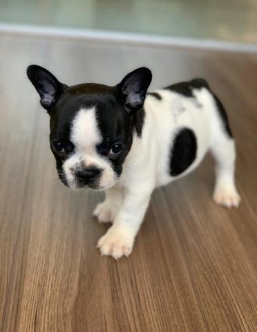 Filhote de bulldog francês macho - Foto 2