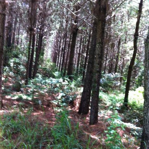 Fazenda em Cerro Azul - Foto 4