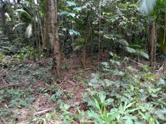 Chácara - América de Baixo - Morretes - Foto 15