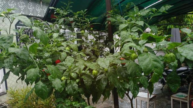 Pimenta mais ardida do mundo - Foto 4
