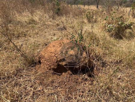 Fazenda 95 ha região chapada dos guimarães - Foto 7