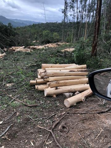 Lenha de acácia e eucalipto - Foto 3