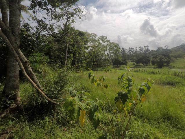 Sítio em Candeias com 9.174m2 - Foto 7