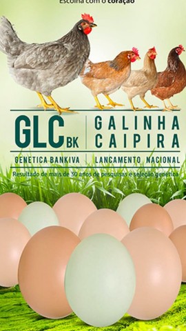 GLC Avifran, poedeira de ovos multicoloridos 