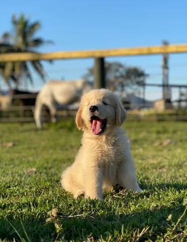 Dóceis e meigos filhotes de Golden Retriever  - Foto 5