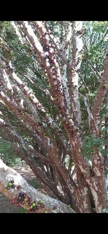 Pés de jabuticaba enormes e produzindo 