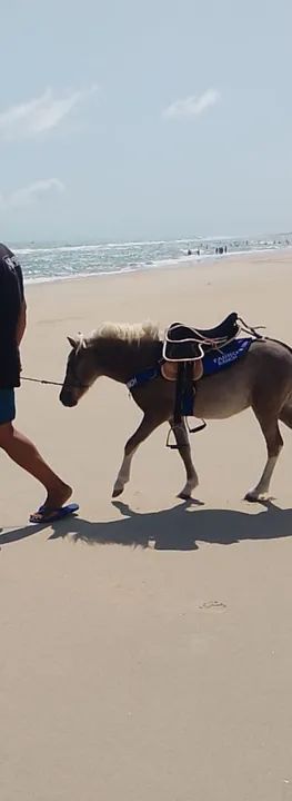 Vendo casal de Mini pônei  - Foto 2