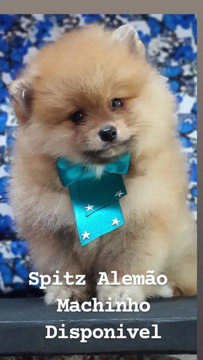 Spitz Alemao Macho disponivel - ate 10x