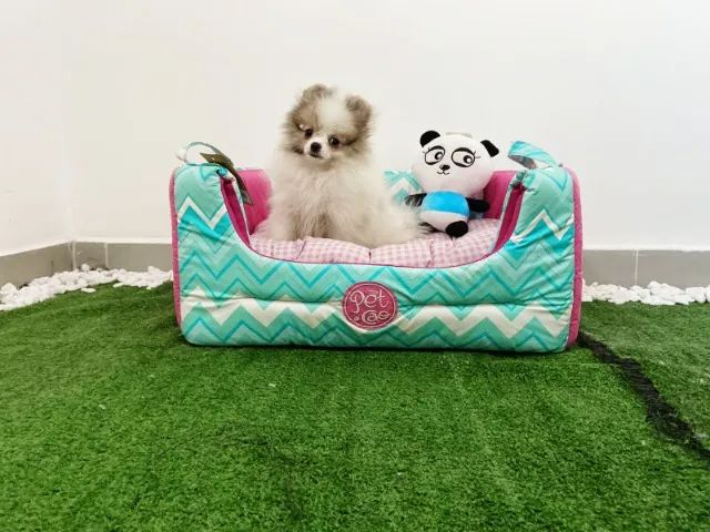 Filhotes Spitz Alemão anão fêmea e macho - Foto 4