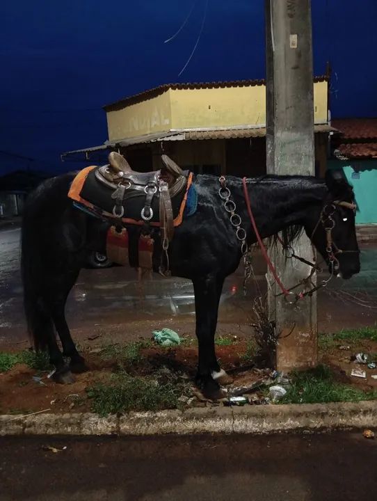 Cavalo Esquipador - Foto 5
