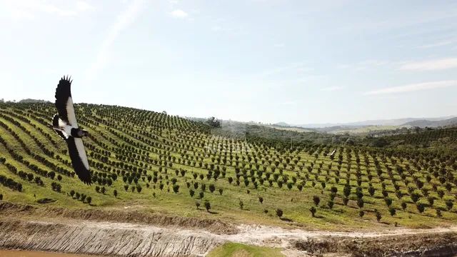 Fazenda a venda Moeda MG - Foto 2