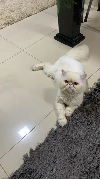 GATO PERSA MACHO P/ CRUZA