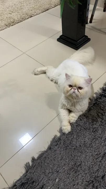 GATO PERSA MACHO P/ CRUZA