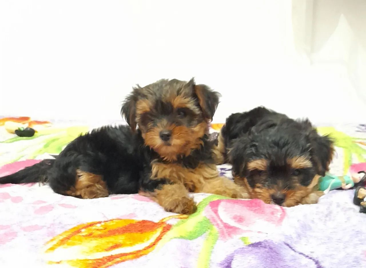 Lindos filhotes machos de Yorkshire  Terrier mini - Foto 4