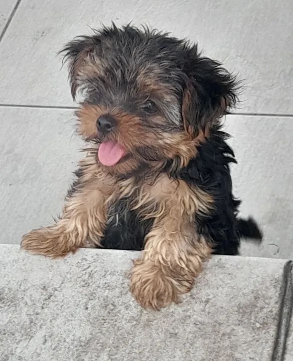 Lindos filhotes machos de Yorkshire  Terrier mini - Foto 3