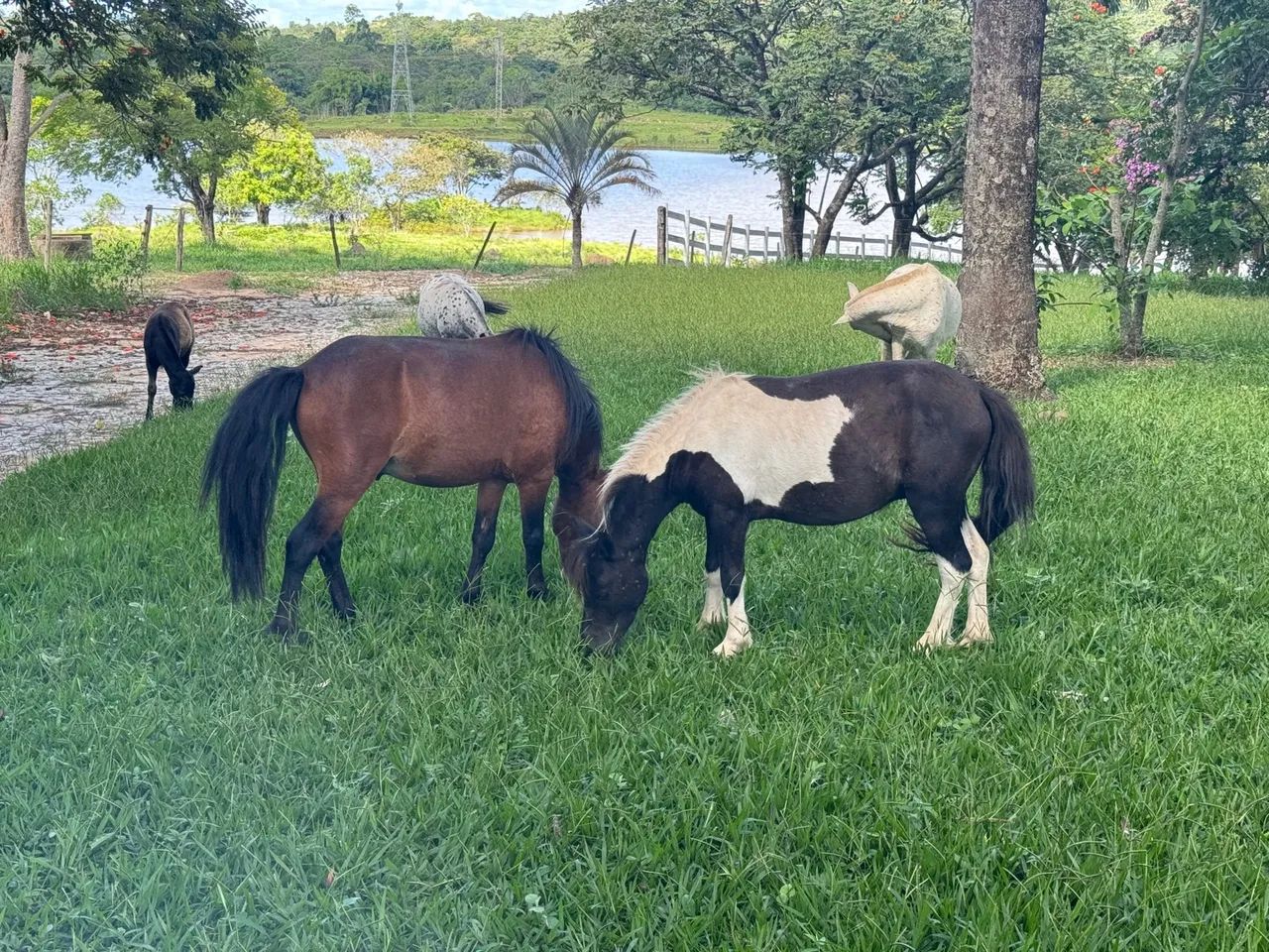 Mini pônei pampa de preto . - Foto 3