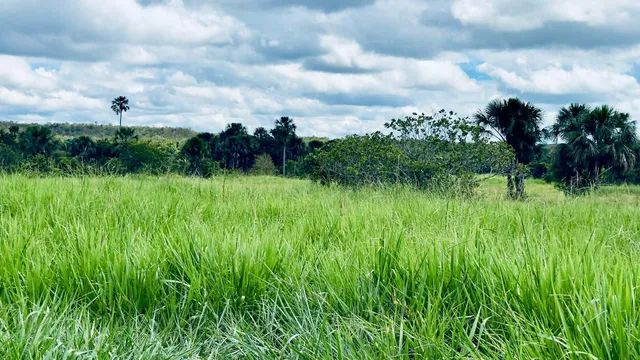Fazenda em Rio Sono. Formada. - Foto 3