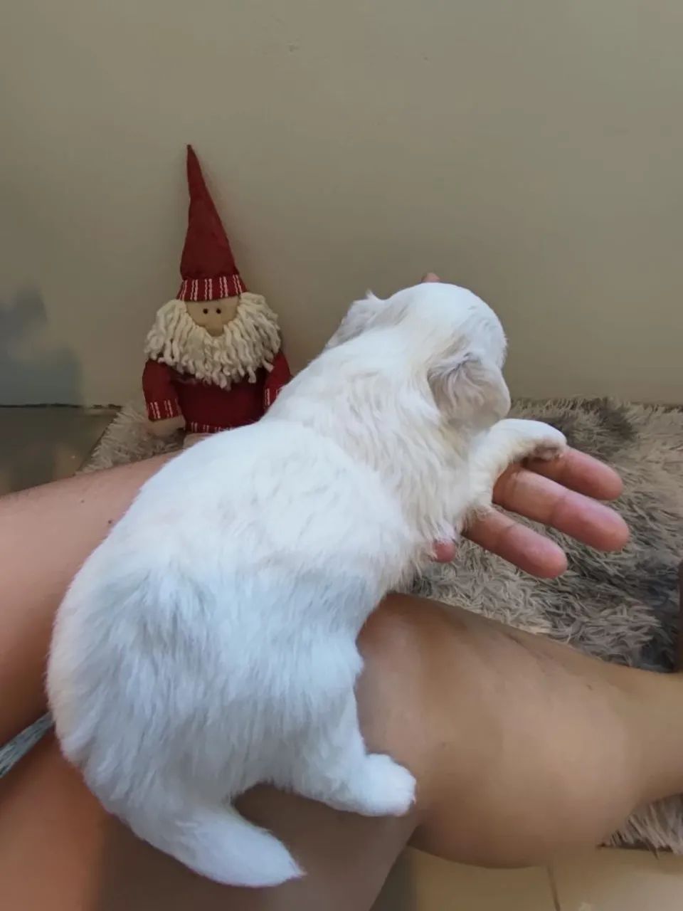 Filhotes chiuhahua pelo longo - Foto 4