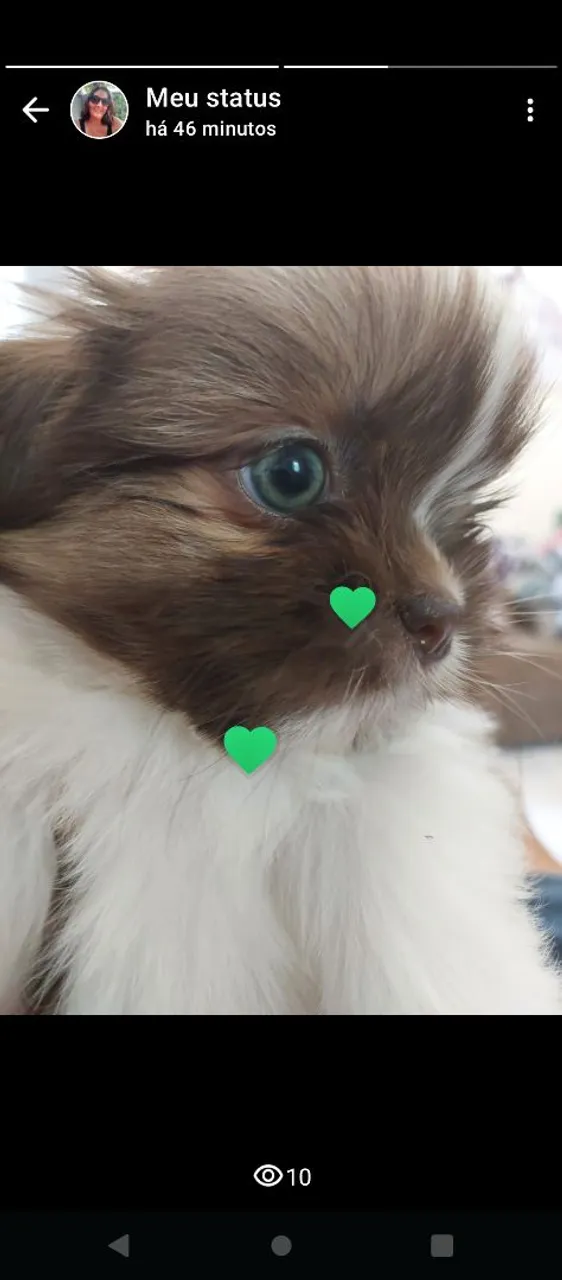 Filhote Shih Tzu fofo femea