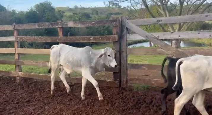 VENDO GARROTES NELORE 6/7@