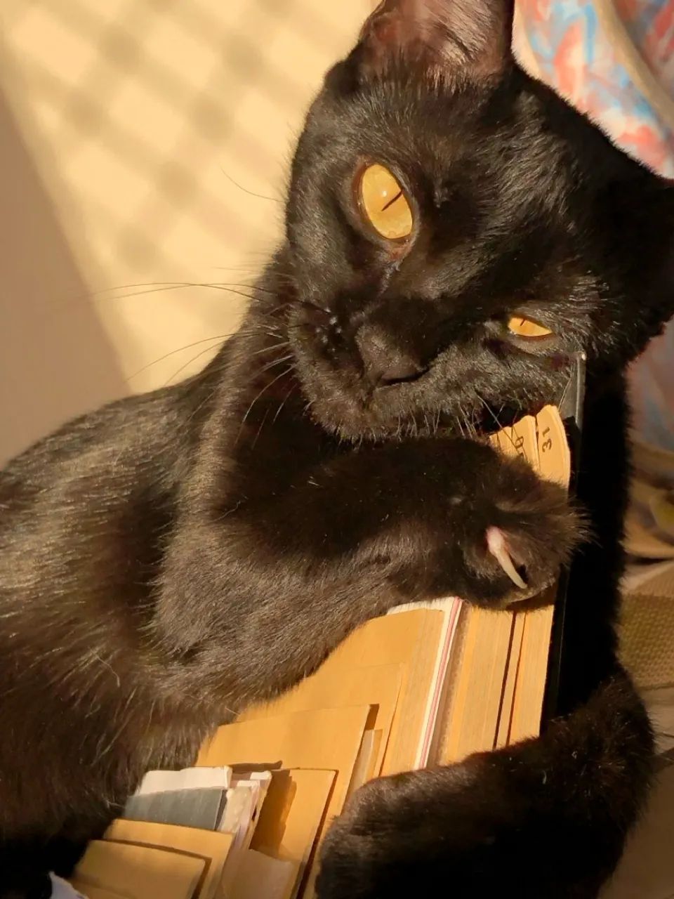 Adoção responsável de gato - Foto 2