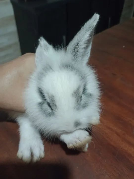 Coelhos filhotes e adultos. - Foto 3