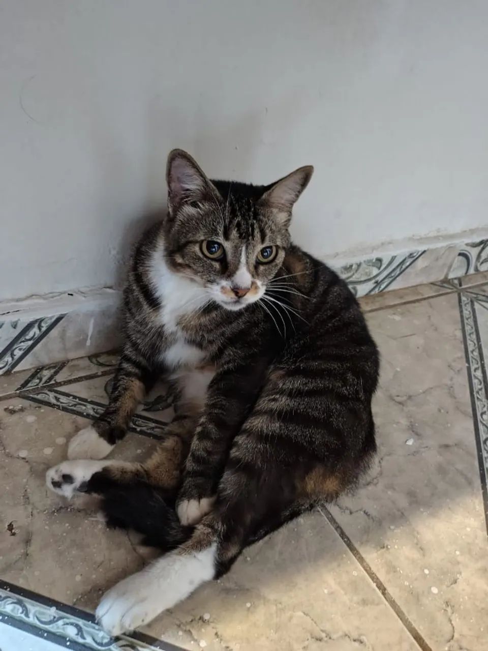 Adoção Responsável  - Foto 2