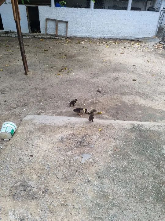Vende-se gansos, paturis e galinhas - Foto 6