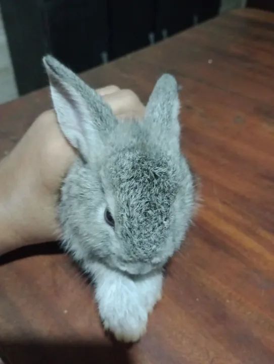 Coelhos filhotes e adultos. - Foto 5