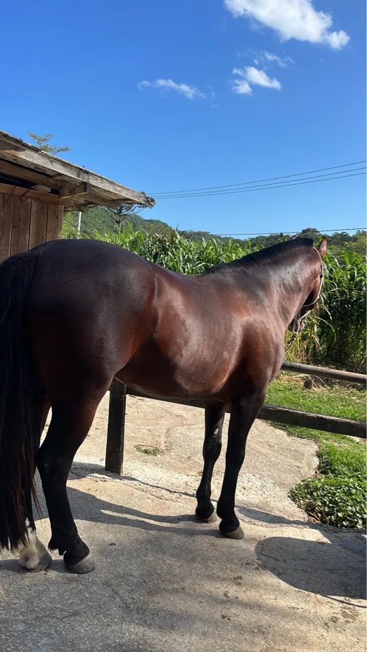 Bagual confirmado! - Foto 2