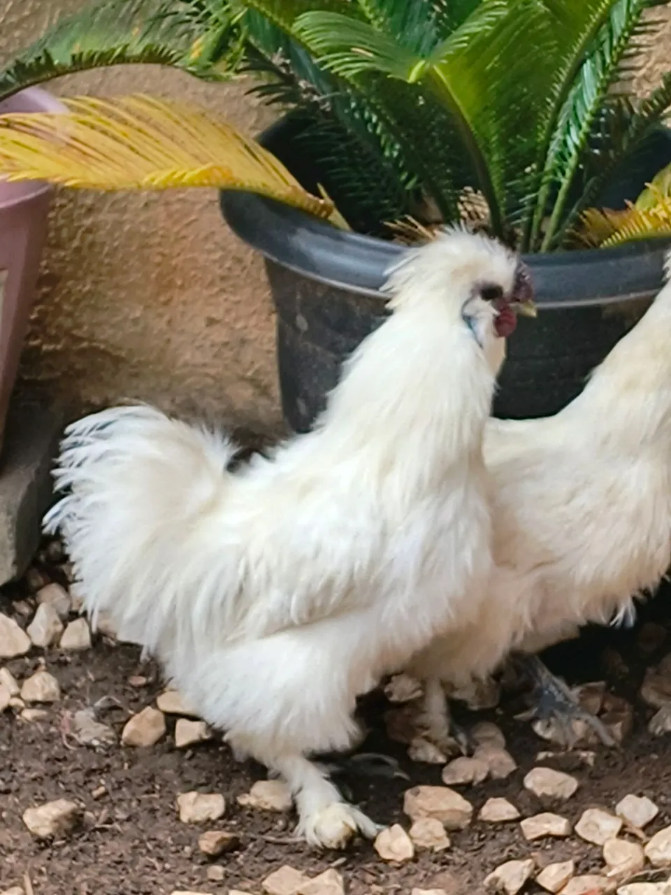 Galos pet Sedosas