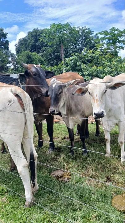 2 vacas, 3 novilhas e 3 bezerros!!