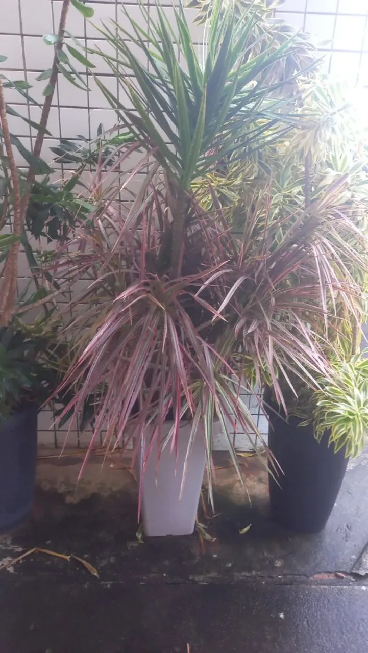 Dracena Tricolor: Elegância e Cor para Seu Jardim