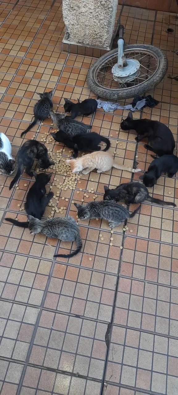 Gatinhos fofinhos para adoção - Foto 3