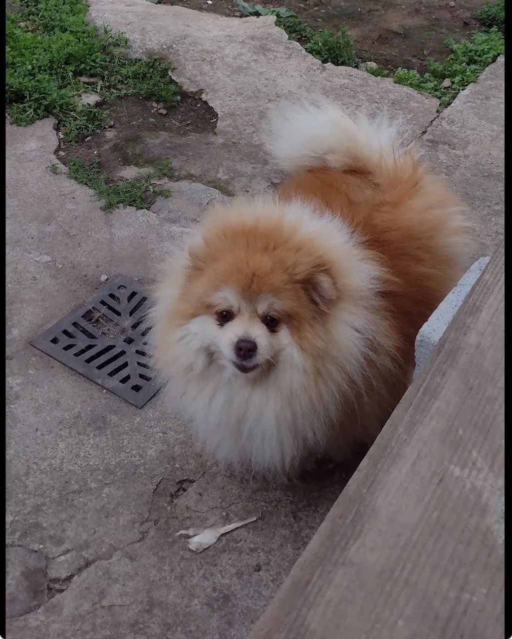 Spitz Alemão - Foto 2