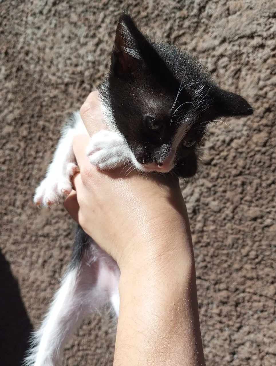 Dois gatos machos