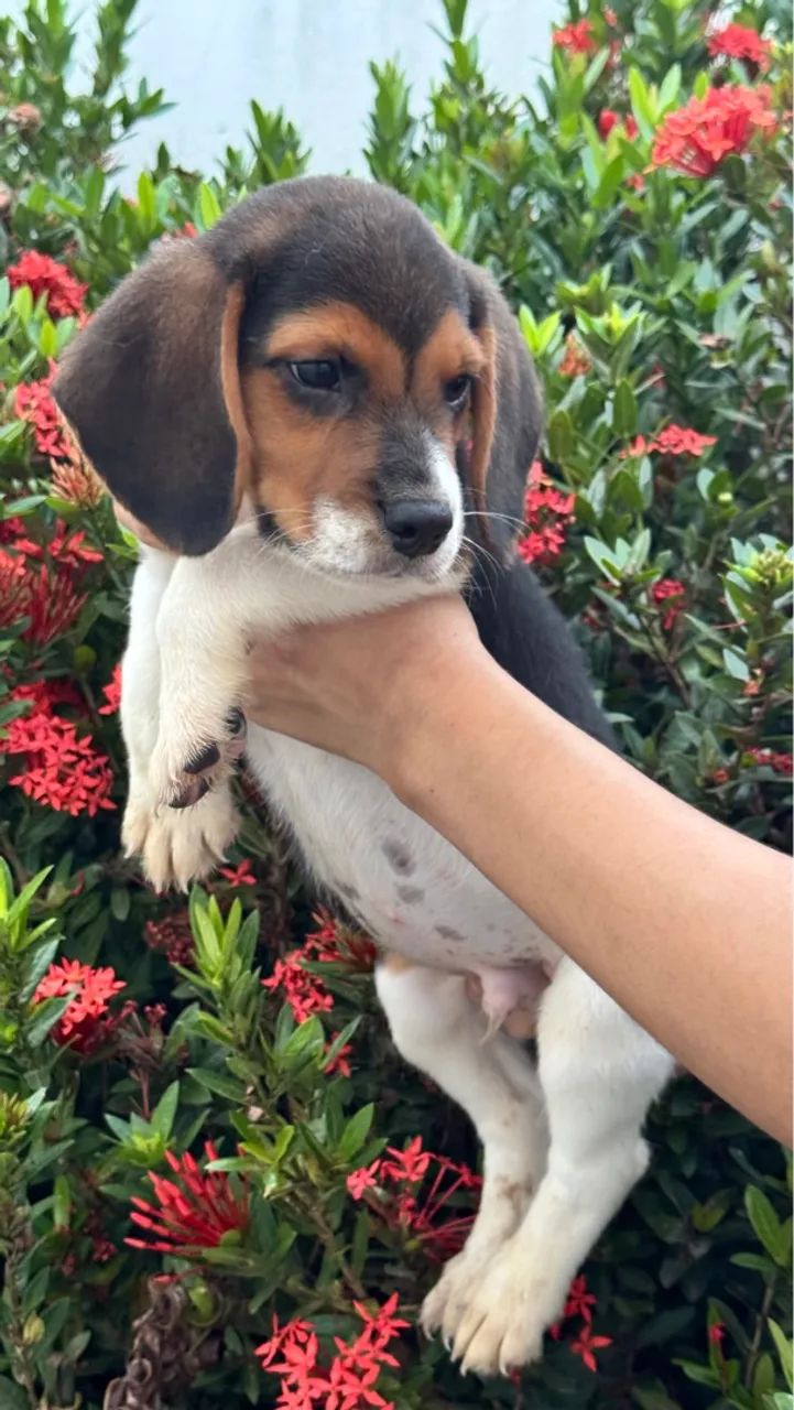 Beagles  - Foto 2