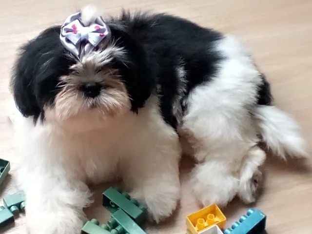 Fêmea com 3 meses  - Foto 2