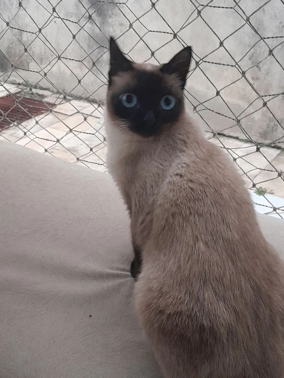 Doando uma gatinha siamesa pura de 1 ano e meio - Foto 2