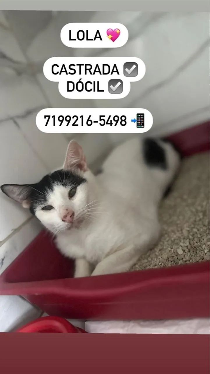 Gatos castrados para adoção  - Foto 3