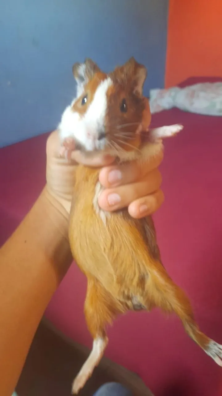 Porquinho da Índia Filhote - Peludinho e Charmoso!