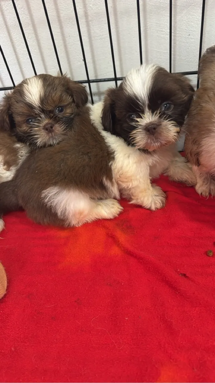 Promoção Shih Tzu machinhos