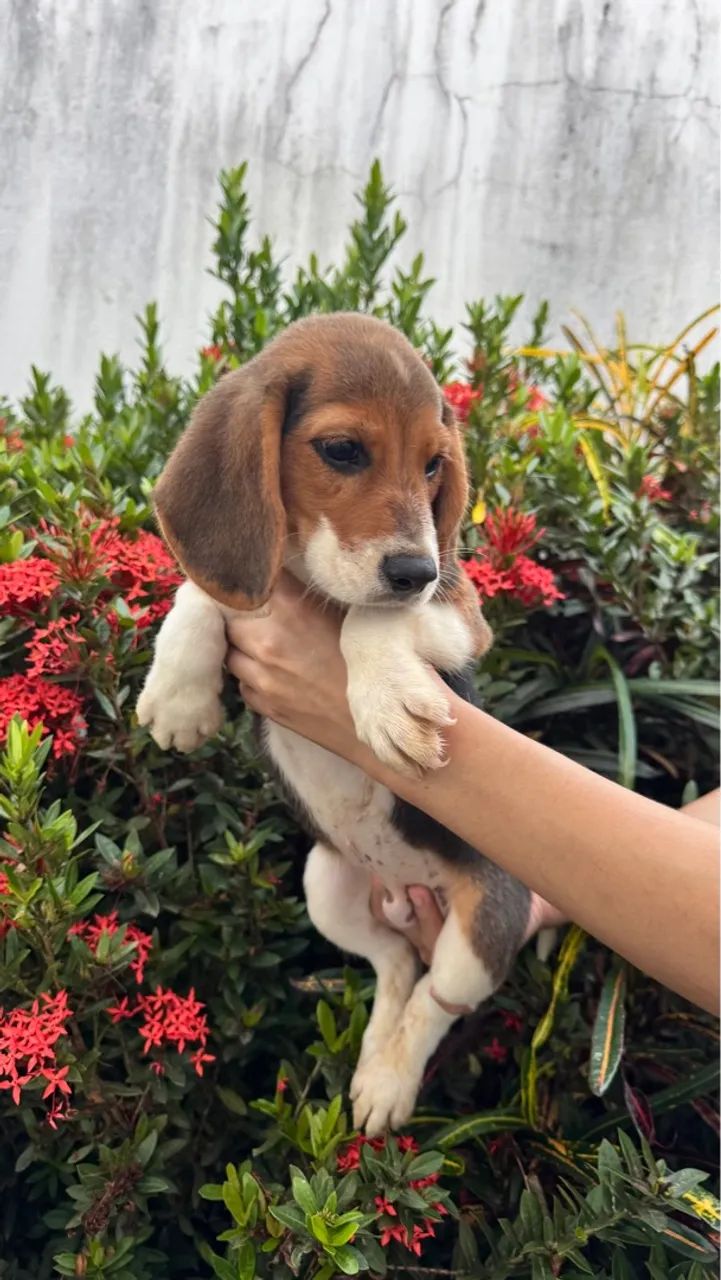 Beagles  - Foto 5