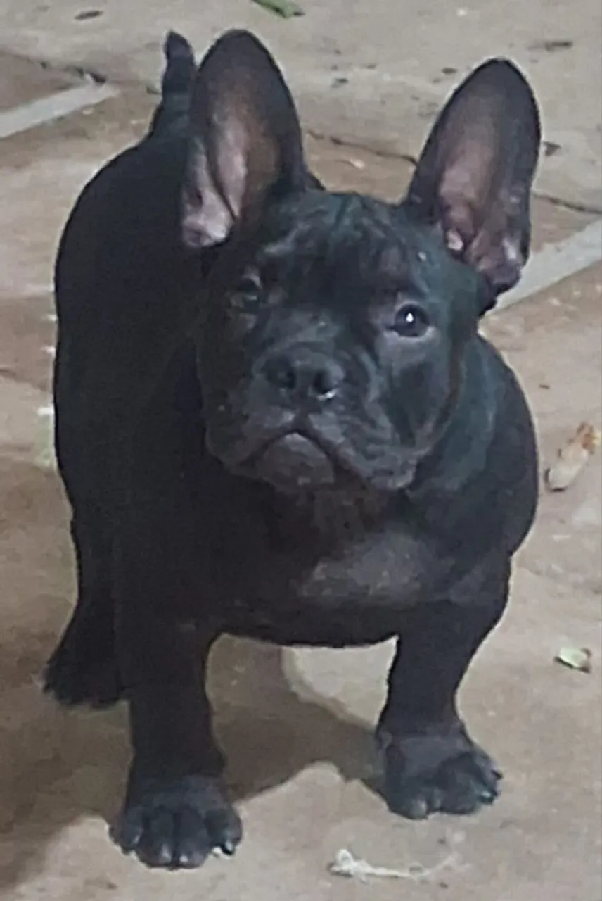 Exotic Bully com pedigree